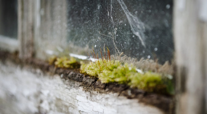 Moss and cobwebs