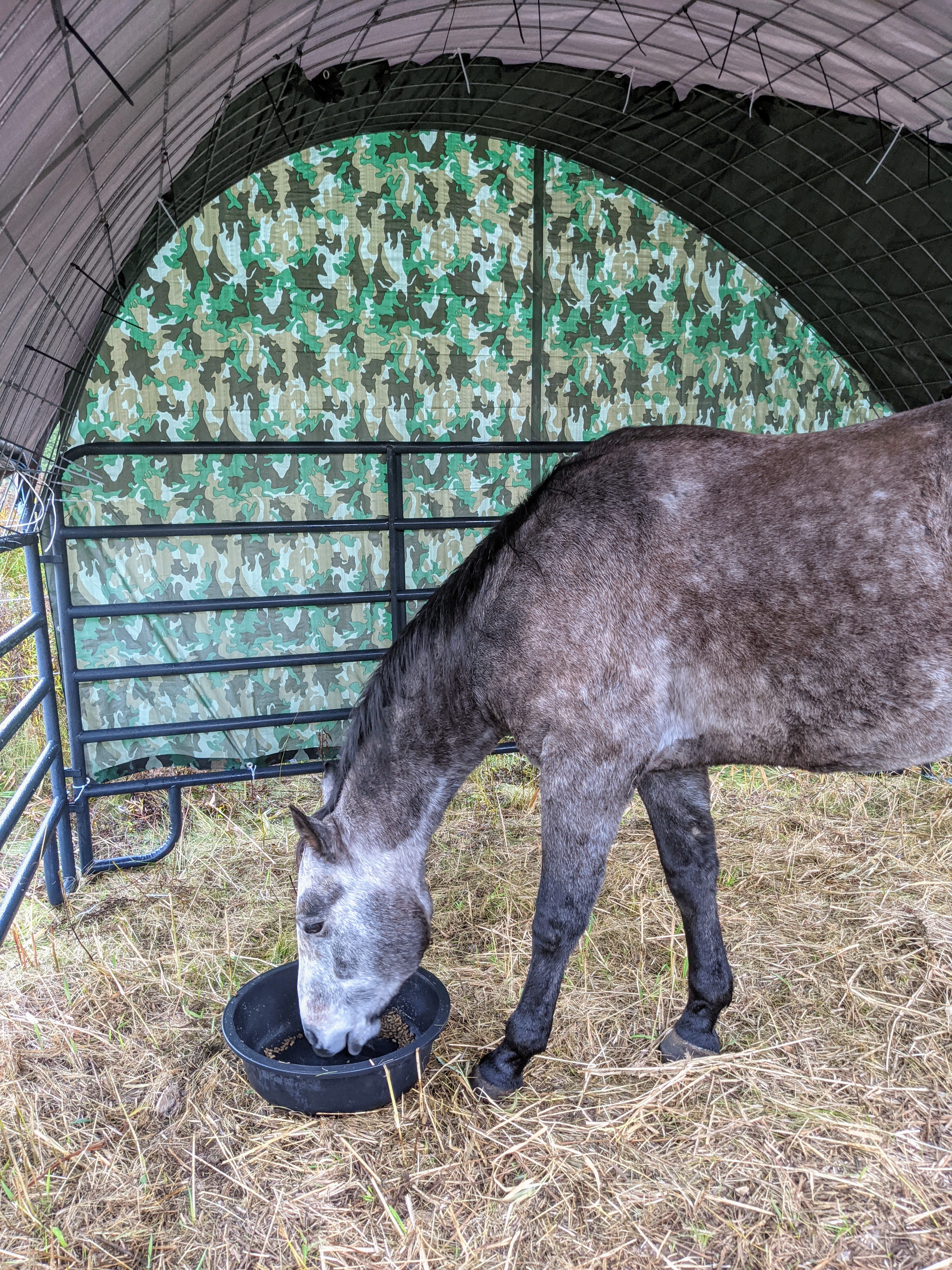 DIY affordable horse shelter with horse in it